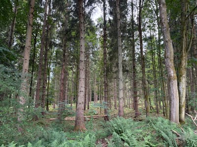 This is a photograph of a dense forest in Esrum, Denmark. The image is dominated by tall, slender trees with rough bark and green foliage, characteristic of a conifer forest. The forest floor is covered in a thick carpet of vibrant green ferns and other undergrowth, with a few fallen branches and logs scattered about. Sunlight filters through the dense canopy, creating a dappled light effect on the forest floor. The overall atmosphere is one of natural tranquility and wildness, typical of a Nordic forest environment. There are no people or animals visible in the scene.