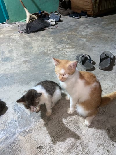 Two cats, one orange and white, and another predominantly grey and white, are resting on a concrete floor in what appears to be an indoor or covered outdoor space. The orange and white cat is lying down with its head resting on its paws, while the grey and white cat is curled up nearby, also appearing to be resting. Next to the cats are a pair of grey flip-flops. In the background, a broom with a woven handle and dark bristles is leaning against a dark object, possibly a rug or mat. A green wall is visible to the left of the broom. The lighting suggests it might be daytime, with shadows cast on the floor, indicating a light source from the side. The scene conveys a sense of quiet repose. There is no visible text in the image. The location context is Sekar Mawar, Indonesia.