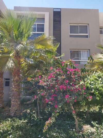 The scene is an outdoor shot in Ras Abu Soma, Egypt, showcasing a building with modern architectural features. The building, likely a residential or commercial structure, is primarily beige with white framed windows. A dark, vertically-oriented architectural element runs along the facade.
In the foreground, lush greenery dominates the view. Two palm trees with textured trunks are prominent, partially obscuring the building. A bougainvillea bush with vibrant pink flowers is positioned in front of the building and to the right of the palm trees. The ground is covered with a low-lying green ground cover, interspersed with small white flowers.
The sky above is a clear, light blue. The image is taken during daylight hours.