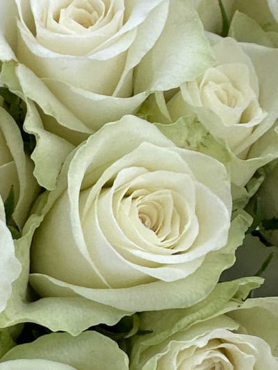 This media file is a close-up photograph of a bouquet of white roses. The roses are fully bloomed and their delicate petals are layered in a spiral formation, with a soft, creamy white hue. Some of the outer petals show a subtle hint of pale green, particularly along their edges. The lighting is soft and diffused, highlighting the texture and gentle curves of the petals. The background is a blurred mix of green foliage and other out-of-focus white rose petals, creating a shallow depth of field that draws attention to the rose in the foreground. The overall mood is one of elegance, purity, and natural beauty. No people, text, or specific time of day or weather conditions are discernible in the image. The location context provided is Moortown, Ireland, but there are no visual cues within the image to confirm this. The photograph captures a still life composition of flowers, suggesting a moment of appreciation for their aesthetic qualities.