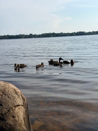 A flock of ducks, including several ducklings, swims in the calm waters of a lake. In the foreground, a large, textured rock occupies the lower left quadrant of the image. The water is clear enough to reveal submerged stones on the lakebed. Across the lake, a dense line of trees forms the distant shoreline under a pale blue sky with scattered clouds. The scene is set in Saulkalne, Latvia.