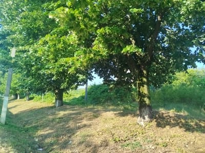 A line of deciduous trees, with thick, green foliage, are situated on a grassy, sun-dappled embankment. The trees are spaced evenly apart, creating a shaded path or road. In the foreground, on the left side of the image, a light-colored concrete post is visible. The ground is covered in dry grass and leaves, with shadows cast by the trees. In the background, a dense, green hedge runs along the top of the embankment. The sky is clear and blue, with hints of sunlight filtering through the leaves. The scene appears to be a rural area, possibly on the outskirts of Nimoreni, Moldova, given the presence of a road and trees along its edge.