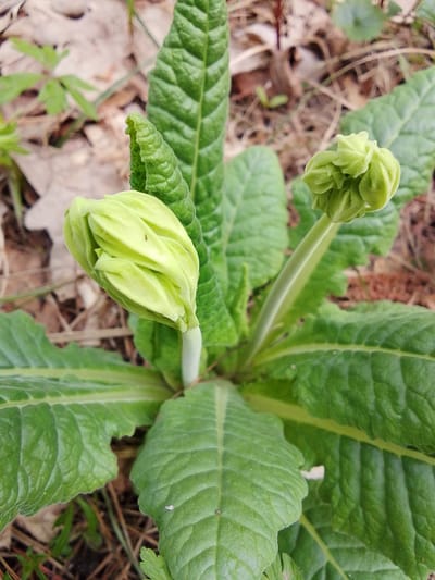The image shows a close-up of a plant with several large, textured green leaves growing from a central point. Two flower buds are visible, one tightly closed on the left and another more loosely formed on the right. The plant is growing in an outdoor setting with a background of soil, dead leaves, and small green vegetation. The location is Elets-Malanino, Russia, but the image does not provide any context about the time of day, year, or any human activity.