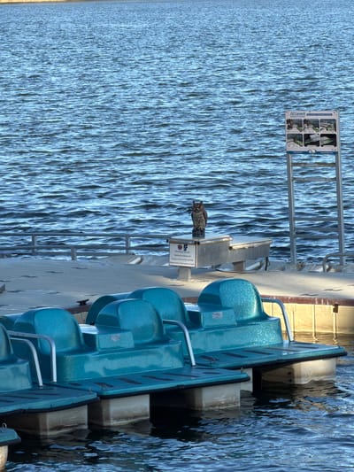 The scene depicts a dockside area in Micanopy, United States. In the foreground, several teal-colored, glitter-finished paddle boats are partially submerged and moored in a body of water. A light-colored pier or floating dock extends into the midground. On this dock, a dark brown, realistic owl figure is prominently positioned atop a small, rectangular metal stand. A white sign with black text is affixed to the front of this stand. To the right of the owl figure, a larger vertical white informational sign, labeled "EZ Launch" and displaying multiple small images and text, stands upright. The background is dominated by a wide expanse of rippling blue water. No individuals are present in the image.