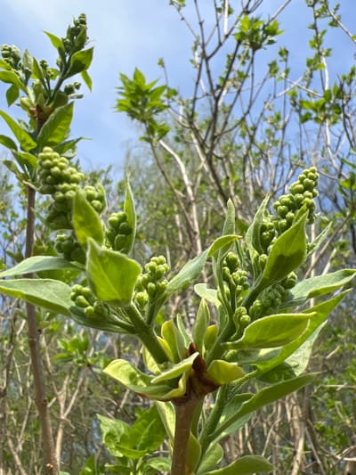 A close-up, low-angle shot shows a cluster of green flower buds and new leaves on a tree branch. The leaves are light green with slightly fuzzy textures. The buds are small, round, and densely packed together. The branch is light brown, with several smaller branches extending out. In the background, out-of-focus branches and twigs are visible against a light blue sky. The location is Ильинская Поляна Снт, Russia.