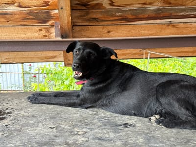 A black dog with a pink collar lies on a dark, textured surface under a wooden structure. The dog is facing towards the left of the frame, with its mouth slightly open and tongue visible. In the background, there is lush green foliage, some red flowers, and a white metal fence. The scene appears to be outdoors, possibly in a rural or suburban setting, and is consistent with locations in Krtsanisi, Georgia. The wooden structure above the dog is made of planks, and the surface it lies on is damp in places.