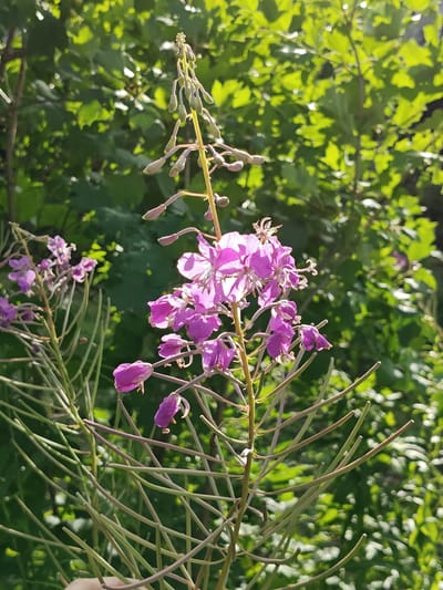 A close-up, eye-level, vertical, natural light photograph captures a flowering plant with bright pink blossoms against a blurred background of green foliage. The plant stands tall, with a central stalk adorned with numerous small, star-shaped flowers, some in full bloom and others in bud. The petals are delicate and translucent, allowing the sunlight to shine through them. The stalk itself is thin and has a slightly reddish hue, with sparse, thin leaves. To the left, another cluster of similar pink flowers is visible, further out of focus. The background consists of densely packed green leaves, suggesting a natural setting, possibly a garden or a wild area. The overall impression is one of vibrant life and natural beauty on a sunny day. The location is identified as Rassol'naya, Russia, implying this scene is situated within that geographical area.