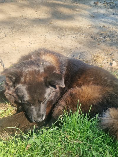 A large, dark-furred dog is lying down with its eyes closed in what appears to be an outdoor setting. The dog's fur is a mix of dark brown and black, with some lighter brown highlights, and it looks thick and possibly shaggy. Its head is resting on the ground, nestled amongst some green grass. To the left of the dog, the ground is covered in dirt and small pebbles, with some dry grass or straw scattered around. Sunlight is casting shadows on the dirt, suggesting it is daytime. A metal chain is visible near the bottom left of the image, hinting that the dog might be tethered. The overall scene conveys a sense of rest and tranquility, with the dog appearing comfortable and relaxed in the grassy area. The environment suggests a rural or semi-rural location, consistent with the provided location context of Rikava, Latvia. No text is visible in the image.