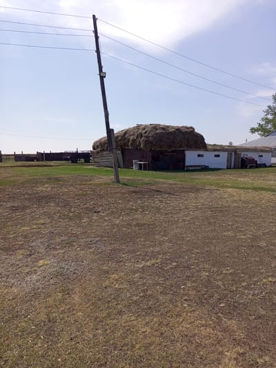 The image depicts a rural scene in Ақжар, Kazakhstan, under a bright, clear sky with sparse clouds, suggesting it is a sunny day, likely midday. The foreground is dominated by dry, sparse, brown grass, indicating a semi-arid environment.

In the middle ground, a rustic building complex is visible. One structure is partially covered with a large, rounded mound of hay or straw, giving it a unique, organic appearance. Adjacent to this is a white building with a corrugated metal roof and a few small windows. To the right, another building with a similar roof is visible, with a ladder leaning against it and a round, metallic tank in front.

Several objects are scattered around the complex. A wooden table and a bench are placed outside the white building, suggesting a functional, perhaps agricultural, setting. Further back, a dark-colored trailer with large wheels is parked, and beyond it, a fenced area with wooden posts. A tall, wooden utility pole stands prominently in the foreground, supporting power lines that stretch across the sky.

There is no visible text in the image, and no people are present. The overall impression is one of a quiet, functional agricultural or farmstead in a rural, possibly remote, location. The dry vegetation and simple structures are characteristic of a steppe or semi-desert environment.