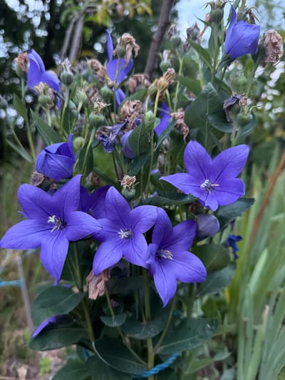 This is a close-up, eye-level, vertical, medium shot of a cluster of bright purple balloon flowers (Platycodon grandiflorus) in an outdoor setting. The flowers are in various stages of bloom, with some fully open, displaying their star-like shape with five petals, and others still in bud form or past their prime with dried brown petals. The foreground is dominated by these vibrant flowers, their petals sharply in focus. The background consists of blurred greenery and foliage, suggesting a garden or natural environment. The lighting appears to be natural daylight, creating soft shadows and highlighting the textures of the petals and leaves. There are no people or animals visible in the image. The scene is static and peaceful, focusing solely on the botanical subject. The location in Creußen, Germany, is not visually discernible from the image itself, but rather provided as contextual information.