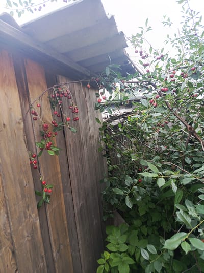 The image depicts a close-up view of a cherry tree laden with ripe, red cherries, growing beside a weathered wooden fence and a corrugated roof structure. The cherries are clustered on thin branches, some of which droop towards the fence. Lush green leaves fill the branches and the surrounding area. The fence appears to be made of vertical wooden planks, exhibiting signs of age and exposure to the elements. The roof is constructed from grey corrugated material. The scene is outdoors, suggesting a garden or yard setting. The lighting indicates it is daytime, with the sky visible in the background, appearing overcast or bright white. The overall impression is one of natural abundance in a somewhat rustic environment. This scene could be located in the city of Salavat, Russia, given the request.