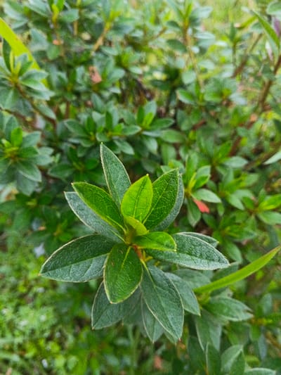 The image displays a close-up, top-down view of the upper portion of a green-leafed plant, located in Tapaiteng Uesa, Bhutan. The central subject is a cluster of approximately seven to ten vibrant green leaves, exhibiting distinct vein patterns, arranged around a central stem. These leaves are a lighter shade of green, indicating potential new growth, compared to the surrounding, slightly darker and more mature foliage. The immediate background consists of numerous out-of-focus small, oval-shaped green leaves and stems, forming a dense vegetative mass. A small, faint reddish-brown leaf or object is visible among the background foliage in the upper-right quadrant. No individuals, animals, or specific actions are depicted. The environment is characterized by lush green plant life.