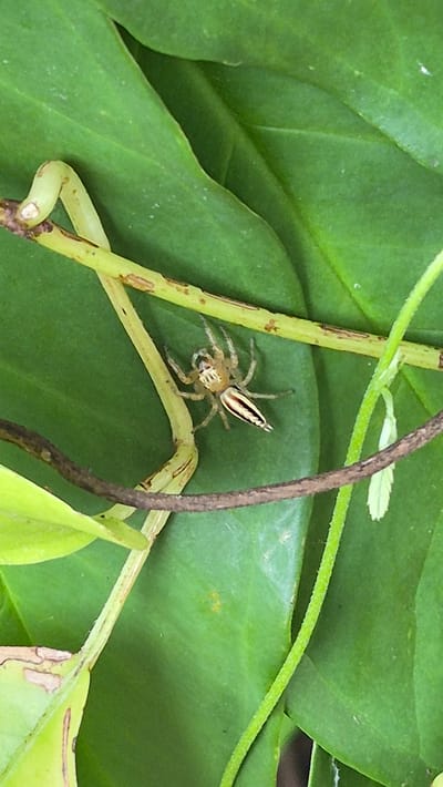 A jumping spider is positioned atop a green leaf surface intertwined with green and brown thin stems. The spider has a light brown body with a striped pattern on its back, characteristic of jumping spiders. The location is presumably within the city of Pante Aree, Indonesia.
