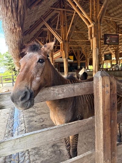 A brown equid, identified as a possible zorse or hebra due to dark leg striping, is the primary subject, positioned in the foreground looking directly at the viewer. Its head and upper torso are visible above a weathered wooden fence, with its muzzle resting against a horizontal plank. A dark mane is present. A brand mark, resembling a crowned symbol, is visible on its right flank.

The scene takes place within an animal enclosure under a large, open-sided structure featuring a high, peaked thatched roof supported by multiple bamboo poles. The ground beneath is a combination of packed earth and cobblestones. In the mid-ground, another black and white equine is partially visible within the same structure. Further in the background, additional animals, likely goats or sheep, are present in separate pens. Informational signs are attached to the bamboo pillars; one clearly reads "Burros y caballos!" (Donkeys and horses!).

Beyond the structure, to the left, a natural landscape with green hills and trees is visible under a bright sky. This environment suggests an animal exhibit or farm within a recreational park, consistent with the Parque Nacional del Café located in Quimbaya, Quindío, Colombia. No people are visible.