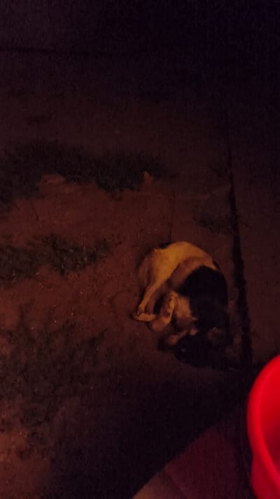 A cat is sleeping curled up on the ground in Glinoye, Moldova. The cat is predominantly white with black markings on its back and head. The ground appears to be dirt or gravel. The scene is dimly lit, suggesting it is nighttime or a very dark environment, with a red object, possibly a bucket, visible in the lower right corner of the image.