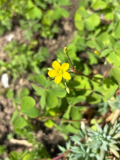 The image shows a close-up of a yellow flower with five petals surrounded by green clover-like leaves. The flower is in focus, while the surrounding foliage and the ground appear blurred. A succulent plant is visible in the upper right corner of the frame. The location in the city of Aidemir, Bulgaria is not confirmed based on the provided image alone. The scene depicts a natural environment with plants. There are no people, objects, or actions visible beyond the flora.