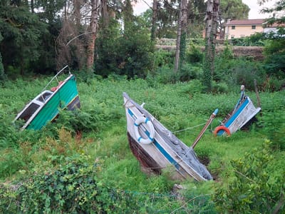 This media file captures a serene outdoor scene in Margine Coperta, Italy. The focus is on three abandoned boats, partially submerged or resting on the overgrown grassy terrain. The first boat, on the left, is a vibrant green and white vessel, its interior visible and empty. To its right, a larger, weathered wooden boat with blue trim lies tilted on its side, a white lifebuoy with blue stripes hanging from its side and a red life preserver visible near its stern. A third boat, similar in style to the second, is further in the background, also resting on the grass with blue trim visible.
The setting is a lush, verdant landscape dominated by thick ferns and various other green foliage. Tall trees, some with ivy climbing their trunks, frame the scene, suggesting a natural or slightly neglected area. In the distance, behind the dense vegetation, a light-colored building with a red-tiled roof and green shutters is partially visible, indicating a nearby human settlement.
The time of day appears to be late afternoon or early evening, as indicated by the soft, diffused light and the absence of harsh shadows. The weather seems calm, with no signs of wind or rain. The overall mood conveyed by the image is one of quiet abandonment and the gentle reclamation of man-made objects by nature. The boats, once presumably used for transport or leisure, are now still and silent, becoming part of the landscape. No people are visible in the image. There is some text visible on the white lifebuoy, though it is partially obscured and difficult to read.