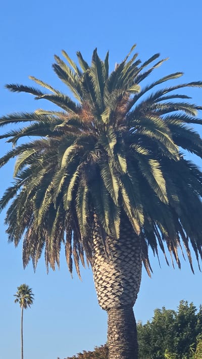 The image shows a close-up of a large palm tree against a clear blue sky. The trunk of the palm tree is thick and covered in a diamond-shaped pattern of bark. The fronds are dark green and spread out widely at the top. In the background, to the left, a much smaller palm tree stands tall with a slender trunk. To the right and bottom of the image, the tops of other trees and some foliage are visible. The scene suggests a sunny day, possibly in a warm climate. Without further context, the specific location within Lompoc, United States of America cannot be determined.