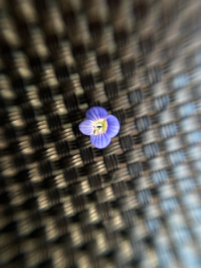 A single, small, purple flower with four petals is centered in the frame. The flower is set against a blurred, dark, woven surface, possibly a mat or fabric, with a distinct criss-cross pattern. A tiny insect, possibly a bee or fly, is visible on the stamen of the flower. The image is taken at an extreme close-up with a shallow depth of field, causing the background to be heavily out of focus and creating a radial blur effect emanating from the center of the image. The lighting appears to be natural and casts subtle highlights on the flower and the woven material. There is no indication of the location being in Novoselytsia, Ukraine, or any urban environment.
