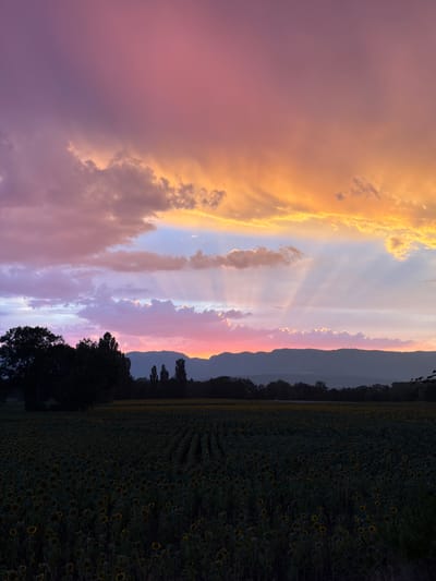 This image depicts a scenic sunset over a vast sunflower field in Veigy-Foncenex, France. The sky is a dramatic canvas of color, transitioning from a soft purple and pink at the top to vibrant oranges and yellows closer to the horizon. Rays of sunlight pierce through scattered clouds, creating a beautiful crepuscular effect.
In the foreground, a dense field of sunflowers stretches across the landscape, their dark heads bowed slightly as the light fades. The field appears to be cultivated, with rows of sunflowers visible. To the left, a large, dark tree stands prominently, its silhouette sharp against the colorful sky. In the middle ground, a line of trees and distant mountains form a dark, silhouetted backdrop. The overall atmosphere is one of natural beauty and tranquility as day gives way to night.