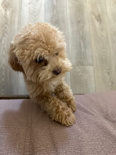 A tan, curly-haired dog is lying on a textured light brown surface. The dog's head is oriented towards the left, and the front paws are extended towards the right, resting on the surface. The surface appears to be a section of a couch. In the background, the floor is visible, featuring light-colored wood-grain planks. There is no visible information to indicate the location is слобода Старая, Russia.
