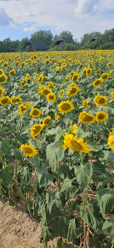 The image displays a vast field of sunflowers in Cserszegtomaj, Hungary, under a partly cloudy sky. The sunflowers, with their bright yellow petals and dark centers, dominate the foreground and extend as far as the eye can see into the distance. Their thick green stalks and large leaves are clearly visible. In the background, nestled among trees, are several houses with dark green, A-shaped roofs, suggesting a rural or semi-rural setting. The ground in front of the sunflowers appears to be dry soil, with some fallen petals scattered on it. The overall impression is one of a sunny, natural landscape.