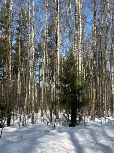 The image displays a winter forest scene in Zelenogradskiy, Russia, under a clear blue sky. The dominant features are numerous tall, slender deciduous birch trees, bare of leaves, with their distinctive white and dark-patched bark. Interspersed among them are several darker green coniferous trees, including one prominent evergreen tree positioned centrally in the mid-ground, slightly to the right. The ground is covered by an uneven layer of undisturbed snow, forming various drifts and mounds, with distinct shadows cast by the trees, indicating bright sunlight. A small, dark-furred, quadrupedal animal is visible in the lower right mid-ground, partially obscured by snow, positioned near the base of the central evergreen tree, and appears to be moving leftward across the snowy terrain. No human presence or artificial structures are discernible.