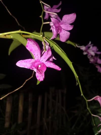 In Gampong Teungoh, Indonesia, a close-up, low-light photograph captures a cluster of vibrant pink orchids. The flowers are glistening with water droplets, suggesting recent rain or dew. They are attached to a thick, green stem that extends diagonally across the frame, with leaves visible in the background. The background is predominantly dark, with blurred vertical wooden structures, possibly a fence or part of a dwelling, faintly visible, indicating an outdoor setting at night. The overall ambiance is natural and serene, highlighting the delicate beauty of the orchids against the dark backdrop.