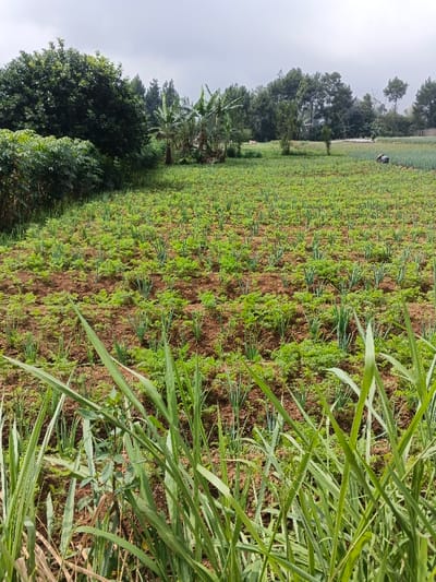 The image captures a rural agricultural landscape in Kolwara, Papua New Guinea, under an overcast sky. The scene is dominated by a large cultivated field with reddish-brown soil, densely planted with green crops arranged in discernible rows. In the immediate foreground, a patch of tall, lush green grass rises, partially obscuring the view of the field.

Across the field, two primary types of crops are visible: broader, leafy green plants, resembling young carrots or similar vegetables, interspersed with rows of narrower, upright green shoots, characteristic of spring onions or chives. The meticulous planting suggests active farming.

In the mid-ground, a cluster of banana trees stands prominently, surrounded by other dense green foliage. Further in the background, a line of tall, dark green trees, possibly coniferous, borders the field. On the far right side of the distant field, a person dressed in dark clothing is observed bent over, actively engaged in working the land, indicating ongoing agricultural labor.

The time of day appears to be daytime, likely morning or early afternoon, given the natural light, though the sky is uniformly cloudy, diffusing any direct sunlight. The atmosphere is calm, reflecting a typical day of farming. There is no visible text in the image.