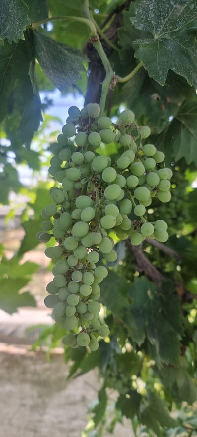 A close-up, vertical shot focuses on a cluster of unripe green grapes hanging from a vine. The grapes are small, round, and covered in a light powdery bloom. Some individual grapes show slight imperfections. They are attached to a thin stem, which is part of a larger vine system with green leaves visible in the background. The leaves are broad and lobed, some appearing slightly dusty or weathered. The lighting suggests it is daytime, with sunlight filtering through the leaves and creating soft highlights. The background is blurred, but hints at outdoor foliage and possibly a light-colored wall or structure, consistent with a garden or vineyard setting in Dekhodzhy, Uzbekistan. There are no people or animals in the image. The scene is static and depicts a natural element of plant growth.
