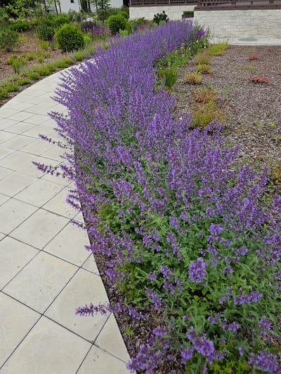 A paved walkway with light-colored square tiles curves to the right, bordering a dense planting of purple catmint flowers. The catmint forms a vibrant, sprawling border along the walkway and extends into the background, with some taller purple flowers interspersed. The ground cover next to the flowers is dark brown mulch with some sparse green vegetation. In the background, there are manicured green shrubs, a light-colored stone wall, and a building with wooden accents. The overall scene depicts a well-maintained outdoor space with a focus on landscaping and floral arrangement, likely a garden or park area within a dacha community. The lighting suggests it is daytime, and the weather appears to be fair.