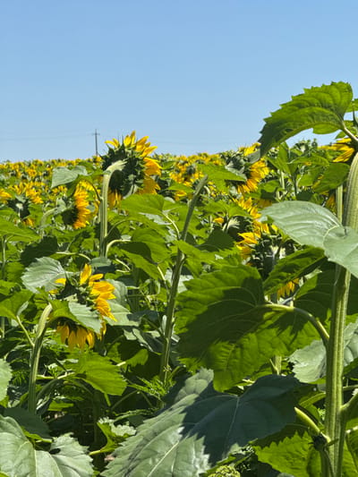 A close-up, low-angle view of a field of sunflowers on a bright, sunny day under a clear blue sky. The foreground is dominated by large, vibrant green sunflower leaves and thick stems, partially obscuring the view of the flowers behind them. Several sunflower heads, their yellow petals visible, are angled away from the camera, some drooping slightly. In the mid-ground and background, rows of sunflowers stretch into the distance, creating a dense field of yellow blooms against the bright sky. A utility pole with wires is faintly visible on the horizon. The image captures a serene natural landscape in the countryside, likely in or near Smykov, Russia, given the context. There are no people or animals present in the scene.