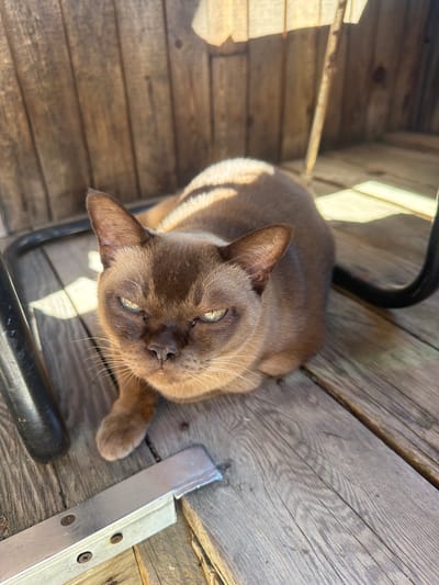 An indoor shot shows a brown cat with green eyes sitting on a wooden floor. The cat is looking directly at the camera. The background is a wooden wall. The image is cropped to include a close-up of the cat's face. The location is Jalguba, Russia.