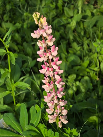 A tall, slender spike of pink and white lupine flowers is in sharp focus against a blurred background of green foliage. The flowers are densely packed along the stem, with the upper portion of the spike showing unopened buds. Some leaves of the lupine plant are visible at the bottom left, along with other green plants and grasses. The scene appears to be outdoors, possibly in a garden or a natural setting, with the lighting suggesting it is daytime. The provided context indicates this location is in Petrushenko, Russia.