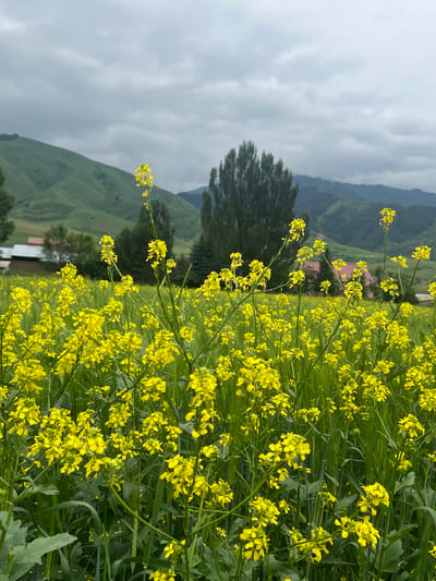 In the foreground of the image, a field of bright yellow wildflowers, possibly mustard flowers, dominates the scene. The flowers are small and clustered on tall, thin stems, interspersed with green grass-like stalks. In the middle ground, a line of trees, including a tall, slender conifer, breaks up the expanse of the field. Behind the trees, buildings with red roofs are visible, suggesting a rural or semi-rural setting. The background features rolling green hills under a cloudy, overcast sky. The overall impression is one of a natural landscape, likely in the countryside surrounding Shabdan, Kyrgyzstan, given the context. There are no people or animals visible in the image, and no specific actions or interactions are depicted. The environment appears calm and still.
