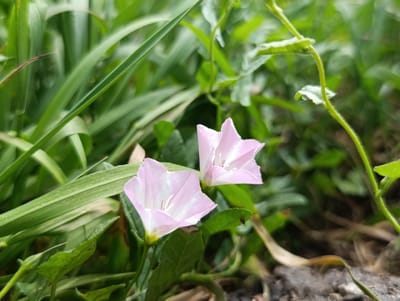 Two delicate, pale pink flowers with white centers are in focus in the foreground of this image. They appear to be of the bindweed family. The flowers have five distinct petals that are slightly curved and unfurled, revealing thin, white pistils. They are set against a backdrop of lush green foliage. Long, thin blades of grass are prominent on the left side of the image, with a slightly blurred, vine-like stem winding through the middle and right sections. The background is a soft blur of greens and browns, suggesting a natural outdoor setting. The lighting indicates it is daytime, possibly morning or afternoon, with soft, diffused light that doesn't cast harsh shadows. There is no visible text in the image. The scene evokes a sense of natural beauty and tranquility. The location context is Раснянскі сельскі Савет, Belarus, suggesting a rural or garden environment.