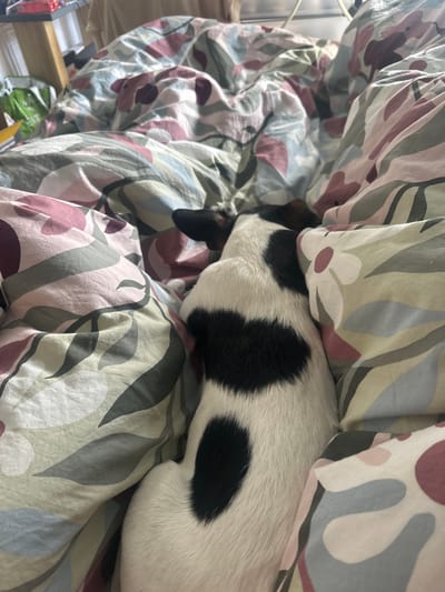 The image depicts a small, short-haired dog, primarily white with distinct black patches, nestled deeply within a bed. The dog is positioned on its side, with its back and part of its head visible, suggesting it is resting or sleeping. Its fur is white with at least two prominent black spots visible on its back and flank. The bedding consists of a crumpled duvet or comforter featuring a recurring pattern of large, stylized leaves and floral elements in muted shades of light blue, pink, olive green, and white. The background, largely out of focus, reveals indistinct household objects and a light source, indicating an indoor setting. This scene is located in Salisbury, United Kingdom.