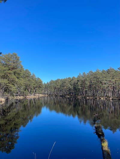 The image depicts a still body of water reflecting a forest under a clear blue sky. The water surface acts as a mirror, showing the trees and sky upside down. The location is Lilaste, Latvia, implied by the natural environment. No people are visible. A fallen tree trunk extends partially into the water.