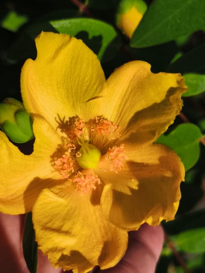 A close-up, outdoor, eye-level shot showcases a vibrant yellow St. John's Wort flower in bloom, positioned in the center of the frame. The flower's five petals are wide and slightly ruffled, with visible texture and tiny water droplets. At the flower's center, numerous delicate, light-pink stamens surround a small, pale green pistil. To the left of the flower, a tightly closed green bud, also belonging to the St. John's Wort plant, is visible. In the background, blurred green leaves and dark shadows suggest a garden or natural setting. A human hand, with skin tones of pink and brown, is partially visible supporting the lower left of the flower, with fingers gently cupping the bloom. The image was captured on a sunny day, indicated by the strong lighting and casting of shadows across the petals.