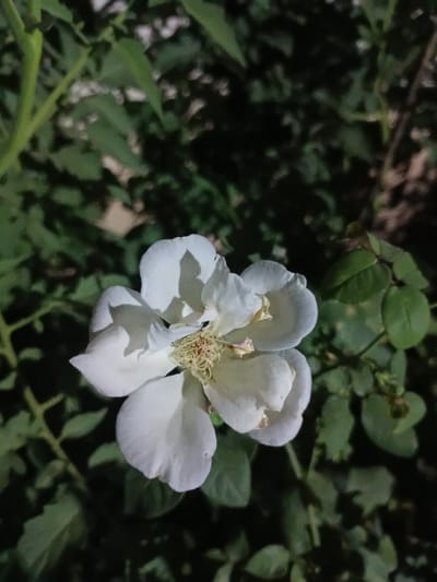 A close-up, vertically oriented, medium shot captures a single white rose in bloom against a dark, blurred background of green foliage. The rose, positioned centrally, exhibits five delicate, slightly curled petals. The center of the flower reveals a cluster of stamens, some appearing dried and brown. Shadows from the petals and surrounding leaves are cast upon the flower. The overall lighting suggests it was taken in low light conditions, possibly at dusk or night, with a localized light source illuminating the rose. The foliage in the background is out of focus, creating a bokeh effect that isolates the rose as the primary subject. The environment appears to be an outdoor garden or natural setting, with the hints suggesting a location in Mirzo Tursunzoda, Tajikistan.
