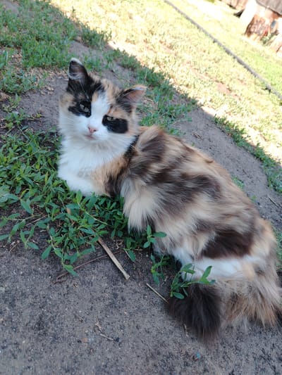 A calico cat lies on the ground in a rural outdoor setting, possibly in the village of Zhernovsk, Akmola Region, Kazakhstan. The cat is predominantly white with patches of orange, brown, and black fur. It has green eyes and is positioned on a patch of short green grass and dirt. The background shows more grass and some out-of-focus structures that suggest a yard or farm area. The lighting indicates it is daytime, with shadows present.