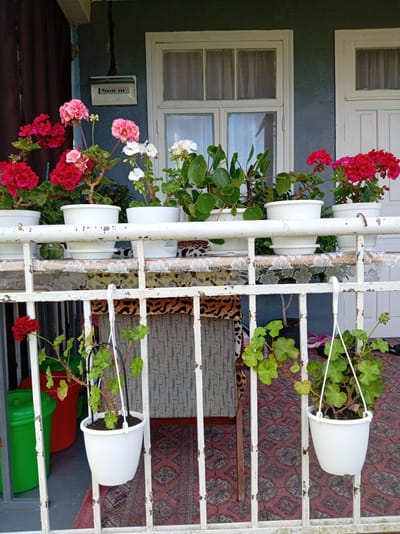 The image depicts a close-up view of a white metal railing on a porch or balcony, with potted plants and a building facade in the background. The railing is weathered and shows signs of rust. Several white plastic pots containing geraniums with red and pink flowers, and a plant with round green leaves are visible on a shelf behind the railing. Two white hanging planters with green leafy plants are attached to the railing. The background shows a blue-gray painted wall with two white-framed windows, one with sheer white curtains. An electrical box is mounted on the wall above the window. Below the shelf, there are various items including a chair with a patterned upholstery, two large plastic bins (one green, one red), and a patterned rug on the floor. The setting appears to be an outdoor residential area. There are no people or animals visible in the image. The scene is static and provides no information about actions or interactions. The location is identified as Khwap, Abkhazia.