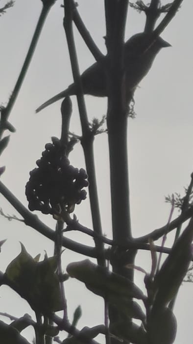 The image depicts an outdoor, natural scene in Magny-les-Hameaux, France, captured under diffuse light conditions that create strong silhouettes against a light grey, featureless sky, indicative of an overcast environment. In the upper center, a small, dark-bodied bird, likely a passerine, is perched horizontally on a bare tree branch, its head oriented towards the right. The bird and numerous thin to medium-sized tree branches, appearing to be deciduous and mostly bare with some nascent buds, are silhouetted in dark tones, crisscrossing the frame. A prominent, dark, globular cluster of small, spherical objects, consistent with berries, is visible on a branch positioned to the left and slightly below the bird. No human subjects, artificial structures, or overt actions beyond the bird perching are observed.