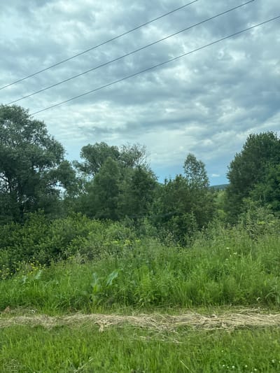 A wide shot captures a cloudy sky above a dense, green forest and meadow landscape. Three parallel power lines stretch horizontally across the upper portion of the frame. The sky is filled with a layer of thick, greyish-white clouds, with patches of lighter grey and darker grey clouds suggesting an overcast condition. Below the sky, a dense canopy of varied green trees forms a prominent backdrop. The trees range in shade from deep forest green to a lighter, more vibrant green, with some appearing larger and more mature than others. In the foreground, a lush green meadow is visible, interspersed with patches of dried grass or hay lying horizontally across the frame. The meadow is abundant with various green plants, including tall grasses and broader-leafed vegetation. A few small yellow wildflowers are scattered amongst the greenery on the left side of the meadow. The overall impression is a natural, rural setting under a cloudy sky. The location is identified as Ивано-Казанка, Russia.