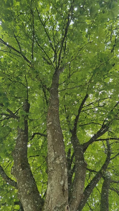 This is a low-angle, vertical-format photograph of a large tree canopy. The tree has a thick, textured trunk that branches out into numerous limbs covered in lush, green leaves. The leaves are palmate, meaning they have several leaflets radiating from a single point, and appear to be from a chestnut or horse chestnut tree. The light filters through the leaves, creating a dappled effect and a bright sky is visible through the canopy. The bark of the trunk is rough and grayish, with patches of lichen. The scene appears to be in a natural outdoor setting, consistent with a park or a forested area within Heidenheim an der Brenz, Germany. There are no people or other discernible objects in the frame.