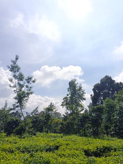 The scene depicts an agricultural landscape, likely a tea plantation, under a partly cloudy sky in Nanlao, China. The foreground is dominated by dense, low-lying green vegetation, characterized by numerous small, rounded bushes consistent with tea plants. Behind this field, a line of taller, mature trees with varying shades of green foliage forms a natural barrier or boundary, extending across the midground. The sky, occupying the upper two-thirds of the image, is a light blue with scattered white cumulus clouds, and a bright light source is evident in the upper right, suggesting sunlight. No individuals, structures, or discernible man-made objects are present in the frame. No actions or interactions are occurring.