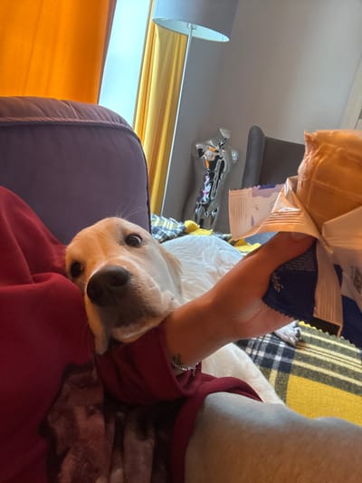 The image shows a close-up of a person's arm holding a partially opened bag of snacks near a golden retriever dog. The dog's head is turned towards the camera, with its mouth gently gripping the sleeve of the person's red shirt. The background includes a purple cushion, yellow and orange curtains, a floor lamp with a grey shade, and a silver decorative figurine. A yellow and black checkered blanket is visible on the sofa. The scene appears to be indoors, likely in a living room. There is no indication of the location being in the city of Ptichnoye, Russia.