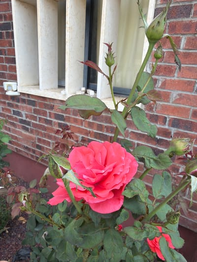 A bright pink rose is in full bloom in the foreground, angled slightly to the right. Behind it, a brick wall serves as the background. To the left, a window with cream-colored vertical louvers is visible. A small, white outdoor light fixture is mounted on the wall beneath the window. The scene appears to be a garden or courtyard. The image was taken in Gedera, Israel.
