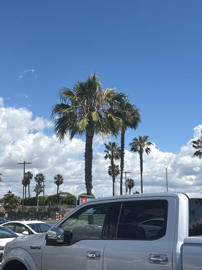 The image shows a sunny day in Long Beach, California, United States of America. Several palm trees are visible against a backdrop of fluffy white clouds and a blue sky. The view is partially obstructed by the side of a white Ford F-150 pickup truck. A construction area with orange cones is present in the background, with a sign saying "Tantalum" being visible. The location appears to be a parking lot or roadside area.