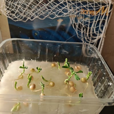 A clear, rectangular plastic container holds a moist, white substrate on which several pea seeds have sprouted. The sprouts show varying degrees of growth, with some having well-developed green leaves and others just beginning to emerge. The pea seeds themselves range from tan to light brown. Background elements include a basketball net and a blue box with text in a non-English alphabet. There is no indication of Pokrovskoe, Russia from the image.